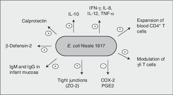 Immune-modulation-by-E-coli-Nissle-1917-The-probiotic-E-coli-Nissle-1917-modulates-the